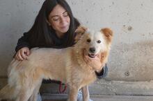 LIZETTE, Hund, Mischlingshund in Italien - Bild 5