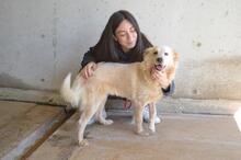 LIZETTE, Hund, Mischlingshund in Italien - Bild 6