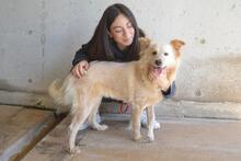 LIZETTE, Hund, Mischlingshund in Italien - Bild 7