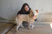 LIZETTE, Hund, Mischlingshund in Italien - Bild 8