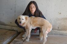 LIZETTE, Hund, Mischlingshund in Italien - Bild 9