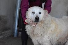 DAIGLE, Hund, Maremmano-Mix in Italien - Bild 1