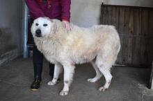 DAIGLE, Hund, Maremmano-Mix in Italien - Bild 11