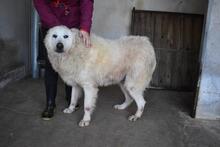 DAIGLE, Hund, Maremmano-Mix in Italien - Bild 12
