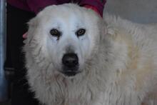 DAIGLE, Hund, Maremmano-Mix in Italien - Bild 13