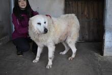 DAIGLE, Hund, Maremmano-Mix in Italien - Bild 14