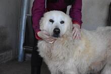 DAIGLE, Hund, Maremmano-Mix in Italien - Bild 15
