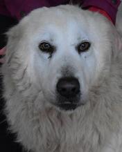 DAIGLE, Hund, Maremmano-Mix in Italien - Bild 2