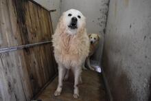 DAIGLE, Hund, Maremmano-Mix in Italien - Bild 3