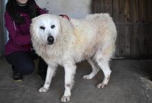 DAIGLE, Hund, Maremmano-Mix in Italien - Bild 4