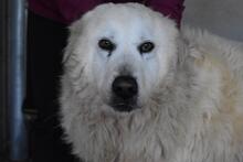 DAIGLE, Hund, Maremmano-Mix in Italien - Bild 5