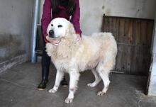 DAIGLE, Hund, Maremmano-Mix in Italien - Bild 6