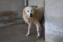 DAIGLE, Hund, Maremmano-Mix in Italien - Bild 7