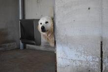 DAIGLE, Hund, Maremmano-Mix in Italien - Bild 8
