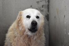 DAIGLE, Hund, Maremmano-Mix in Italien - Bild 9
