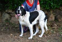 BIERENIKE, Hund, Mischlingshund in Italien - Bild 1