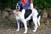 BIERENIKE, Hund, Mischlingshund in Italien - Bild 10