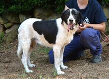 BIERENIKE, Hund, Mischlingshund in Italien - Bild 11