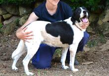 BIERENIKE, Hund, Mischlingshund in Italien - Bild 12