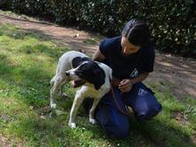 BIERENIKE, Hund, Mischlingshund in Italien - Bild 3
