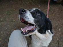 BIERENIKE, Hund, Mischlingshund in Italien - Bild 4
