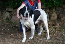 BIERENIKE, Hund, Mischlingshund in Italien - Bild 6