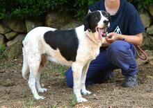 BIERENIKE, Hund, Mischlingshund in Italien - Bild 9