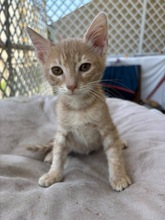 SCARLETT, Katze, Europäisch Kurzhaar in Zypern - Bild 1