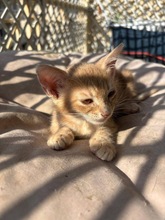 SCARLETT, Katze, Europäisch Kurzhaar in Zypern - Bild 2