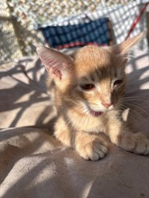 SCARLETT, Katze, Europäisch Kurzhaar in Zypern - Bild 3