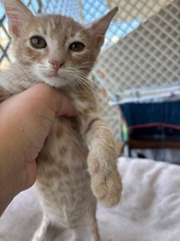 SCARLETT, Katze, Europäisch Kurzhaar in Zypern - Bild 4