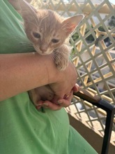 SCARLETT, Katze, Europäisch Kurzhaar in Zypern - Bild 5