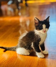 KARHU, Katze, Europäisch Kurzhaar in Zypern