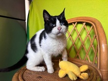 KAMYSH, Katze, Europäisch Kurzhaar in Zypern - Bild 1
