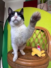 KAMYSH, Katze, Europäisch Kurzhaar in Zypern - Bild 2