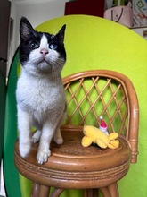 KAMYSH, Katze, Europäisch Kurzhaar in Zypern - Bild 3