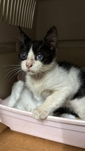 KAMYSH, Katze, Europäisch Kurzhaar in Zypern - Bild 4