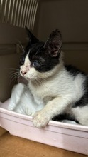 KAMYSH, Katze, Europäisch Kurzhaar in Zypern - Bild 5