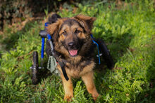 DRACO, Hund, Deutscher Schäferhund-Mix in Kroatien - Bild 1