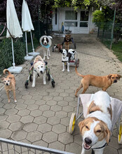 DRACO, Hund, Deutscher Schäferhund-Mix in Kroatien - Bild 2