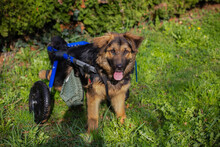 DRACO, Hund, Deutscher Schäferhund-Mix in Kroatien - Bild 3