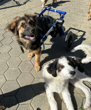 DRACO, Hund, Deutscher Schäferhund-Mix in Kroatien - Bild 4
