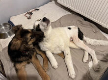 DRACO, Hund, Deutscher Schäferhund-Mix in Kroatien - Bild 6