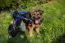 DRACO, Hund, Deutscher Schäferhund-Mix in Kroatien - Bild 7