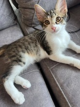 SIDO, Katze, Europäisch Kurzhaar in Zypern - Bild 1