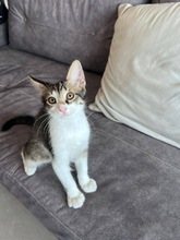 SIDO, Katze, Europäisch Kurzhaar in Zypern - Bild 2