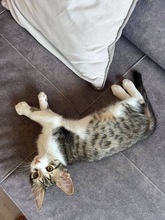 SIDO, Katze, Europäisch Kurzhaar in Zypern - Bild 3