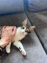 SIDO, Katze, Europäisch Kurzhaar in Zypern - Bild 4