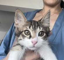 SIDO, Katze, Europäisch Kurzhaar in Zypern - Bild 5