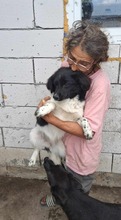 AMBER, Hund, Mischlingshund in Rumänien - Bild 2